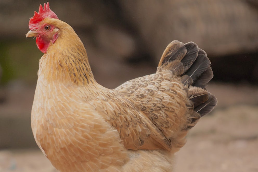 Coop Dreams or: Can a Chicken Change the World?