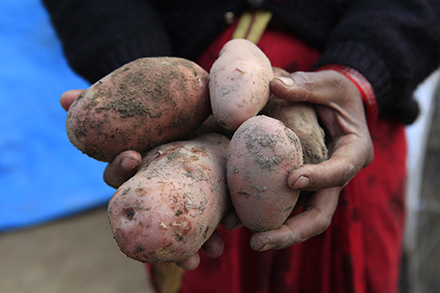Nepali woman holds potatoes she grew; photo by Russ Powell
