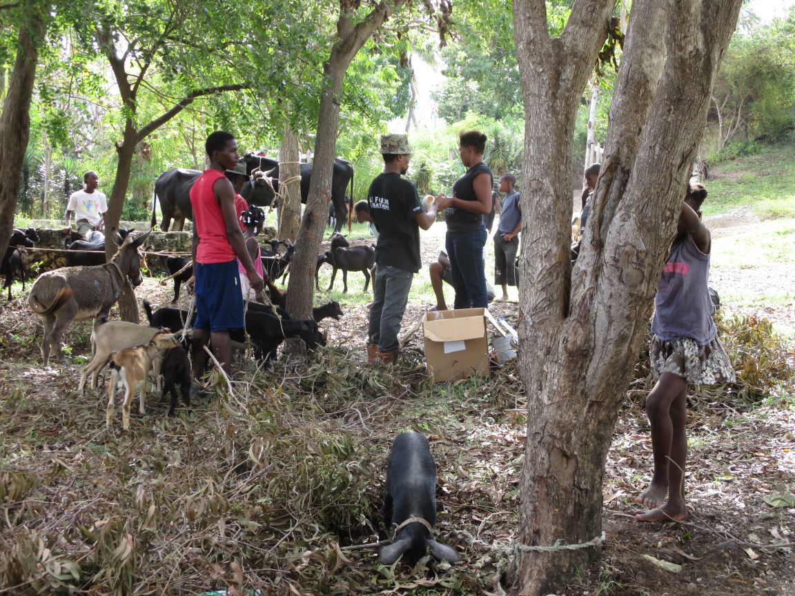 A Heifer-trained vet agent distributes medicine for livestock to farmers.