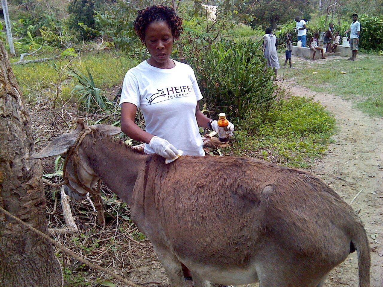 Jésula Doret, a Heifer-trained vet agent in Sodo, Nippes department, treats a donkey.