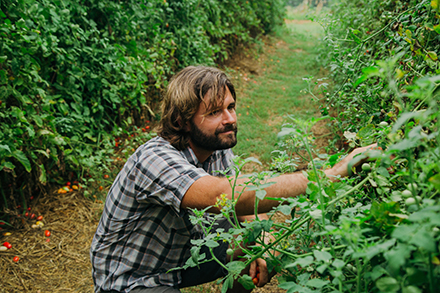 Brandon Gordon harvests tomatoes.