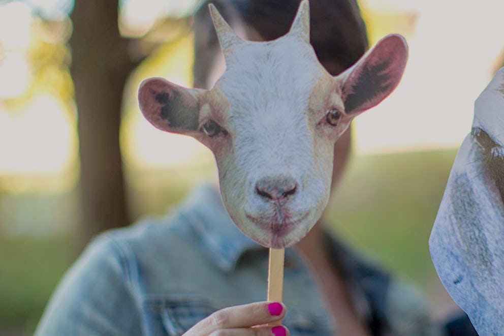 Photo Bomb? Try a Goat-o-Bomb!