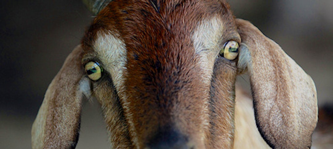 Beware the World's Scariest Farm Animals | Heifer International