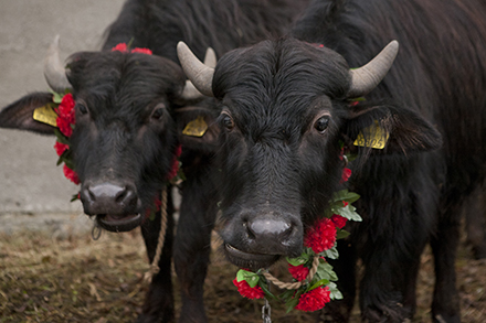 A pair of innocent-looking water buffalo.