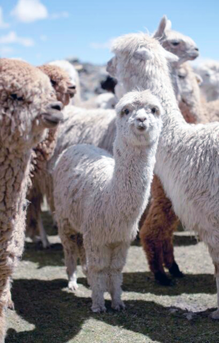 A baby alpaca