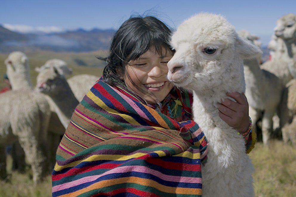 5 Things You Didn't Know About Alpacas