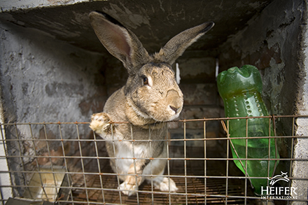 A rabbit in a pen.