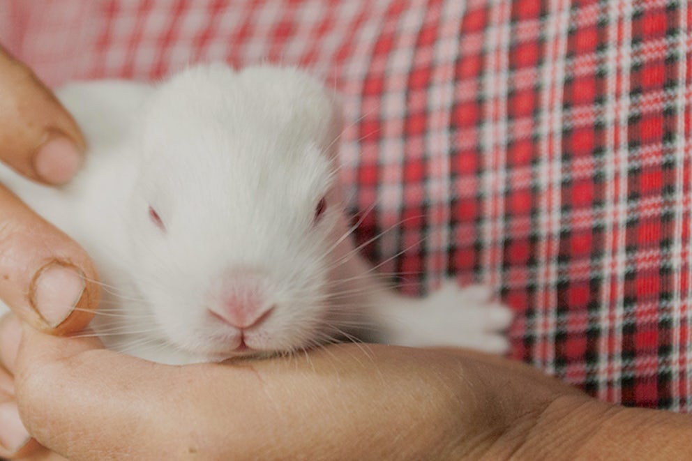 5 Things You Didn't Know About Rabbits