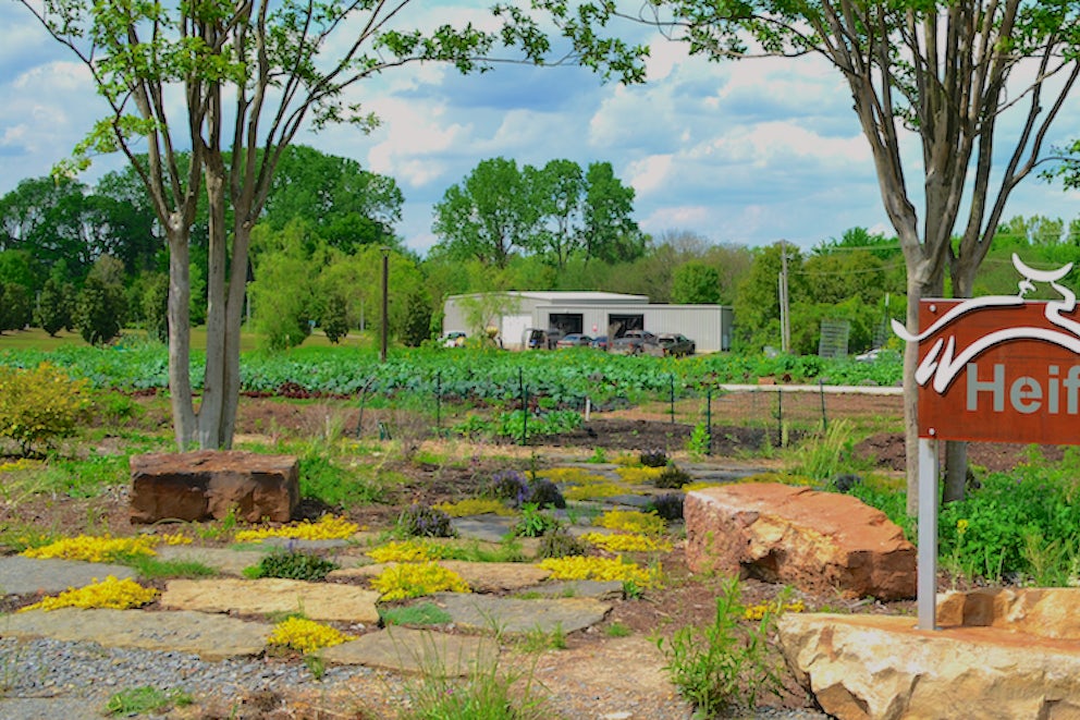 Tomato Planting Tips from Heifer Urban Farm