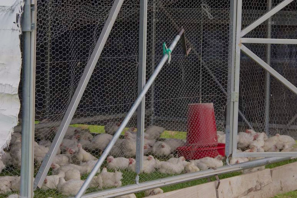 Arkansas Farmers are Taking the Mystery out of Meat