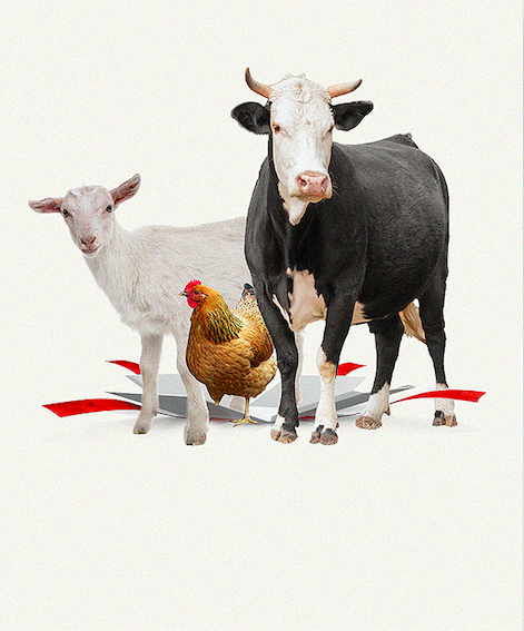 A cow, a chicken and a goat bursting out of a gift box.