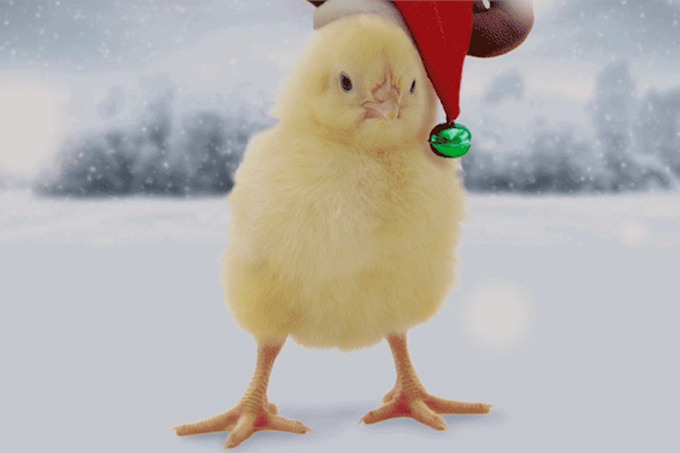 Trade in Three French Hens for a Flock of Chicks on the Third Day of Heifer Holidays