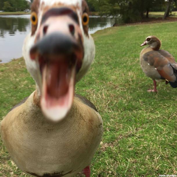 A duck attacking the camera view.
