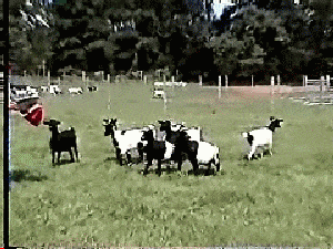 A herd of goats faint as a man opens an umbrella.