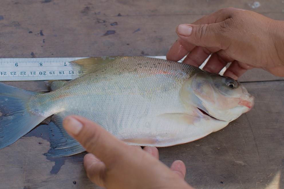 Fishy Business