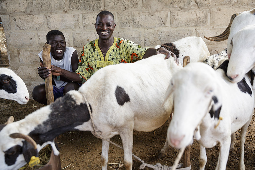 FANDENE DIAYANE, Thies Region, Senegal — Thomas Tine, 59, raises sheep with his son Gaetan, 18. The relatively lower cost of housing and feed the sheep, compared to other animals, made them a sound investment.