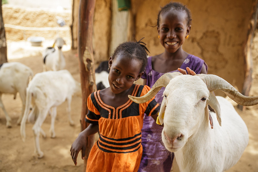 SYLLA DIONGTO, Matam Region, Senegal — Married couple Amadou and Aissata Sylla participated in the Yaajeende Project in 2013 to help support their large family. Here, sisters Awa, 6, and Ouna, 9, help take care of the flock.