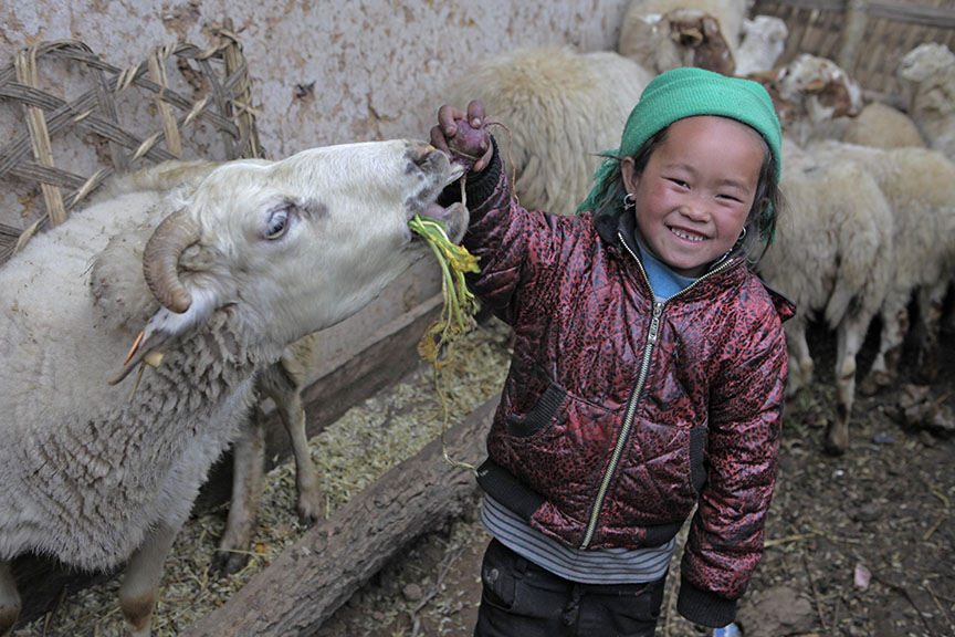DALA AMO, China — Suori Erzuo, 7, feeds her family’s sheep. A plethora of uses for sheeps’ wool, milk, droppings, and other byproducts make them a valuable asset for farm families, not only for subsistence, but to breed and sell for income.