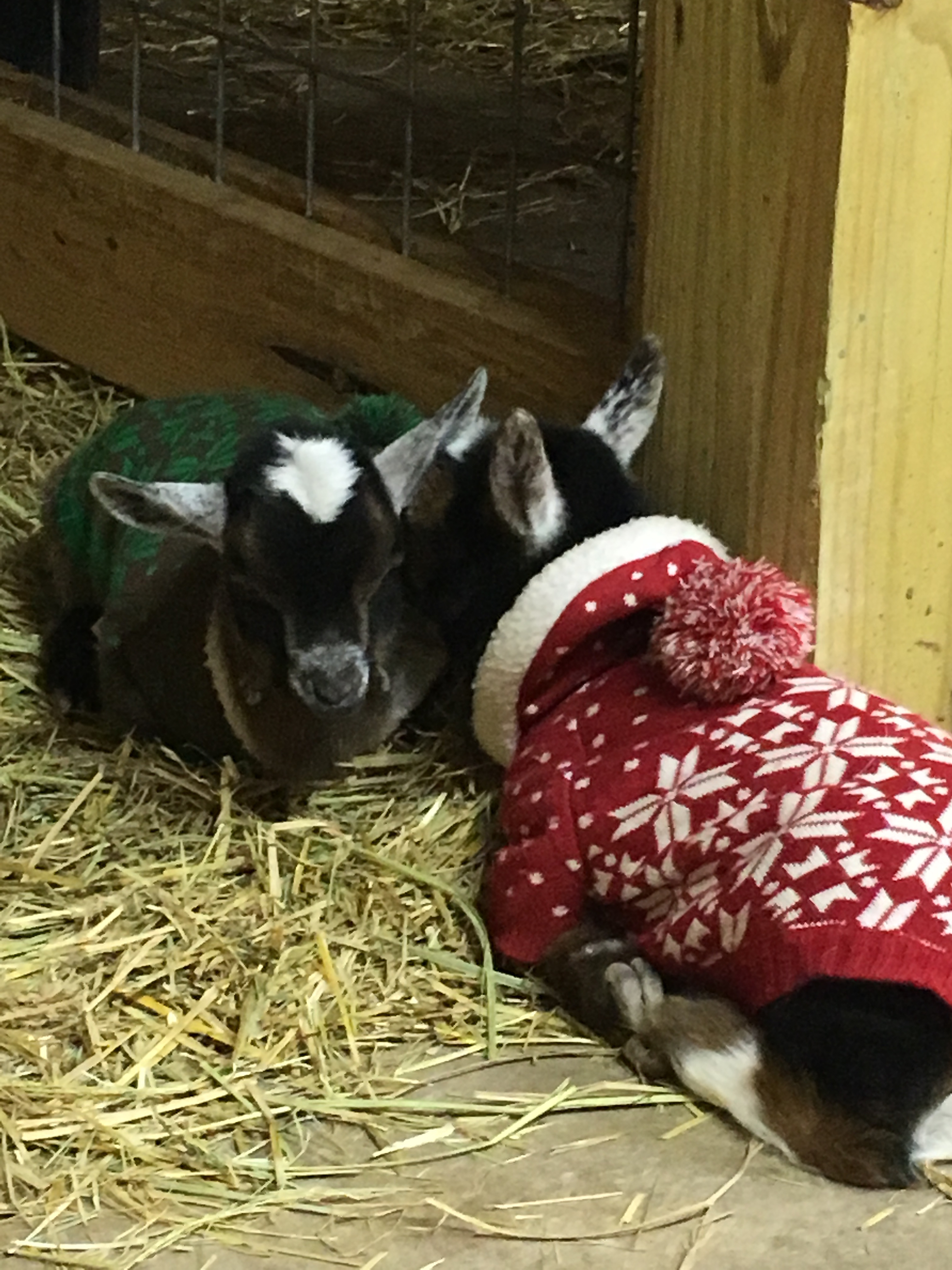 Baby goats cuddle up in sweaters at the Heifer Urban Farm in Little Rock, Ar.