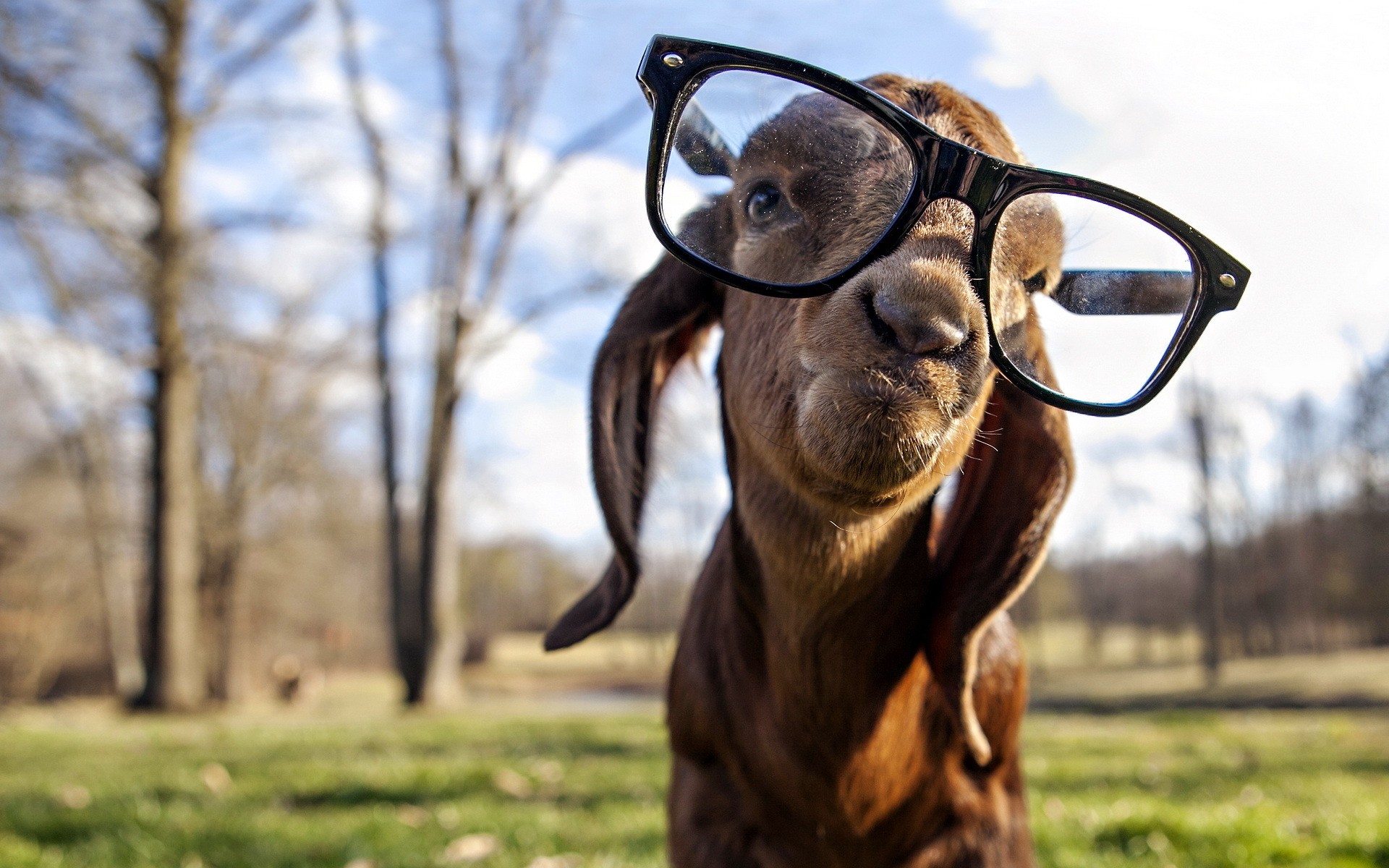 Goat with glasses
