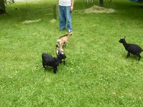 A goat jumps on another goat and knocks it down.