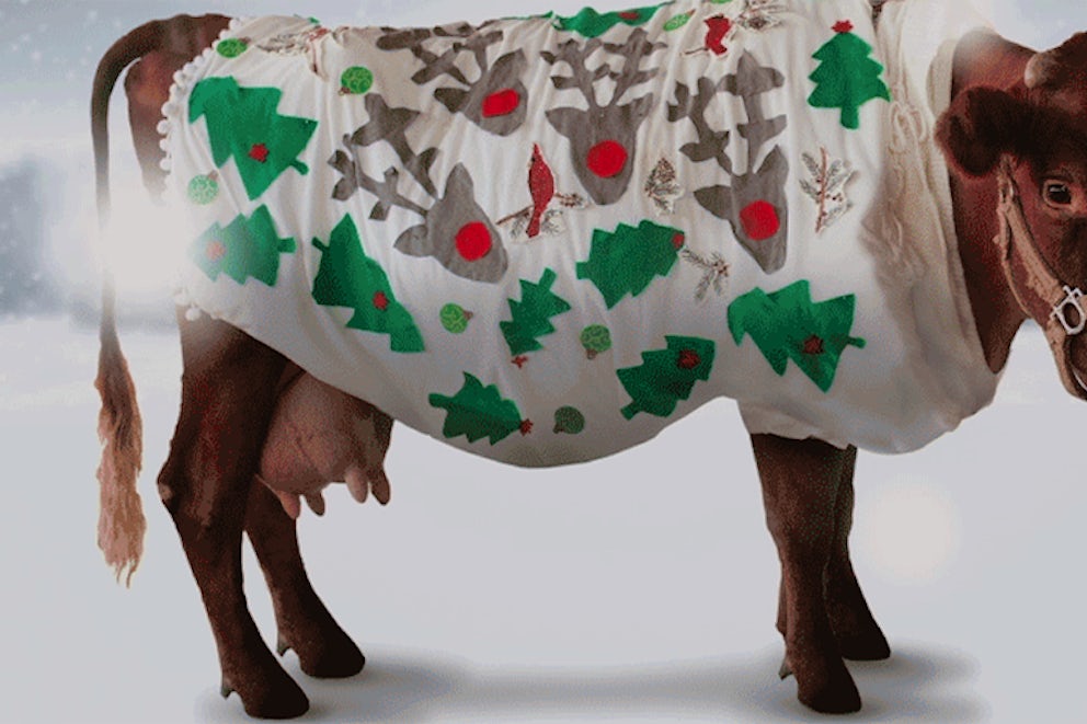 On the First Day of Heifer Holidays My True Love Gave to Me...a Cow!