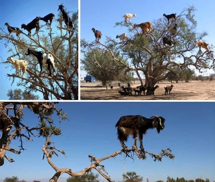 goats that have climbed into trees