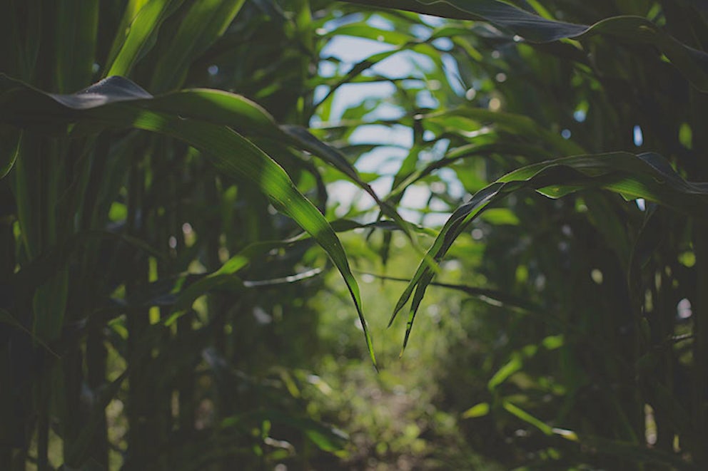 Tanzania's Eco-Village Demonstrates Climate-Smart Farming