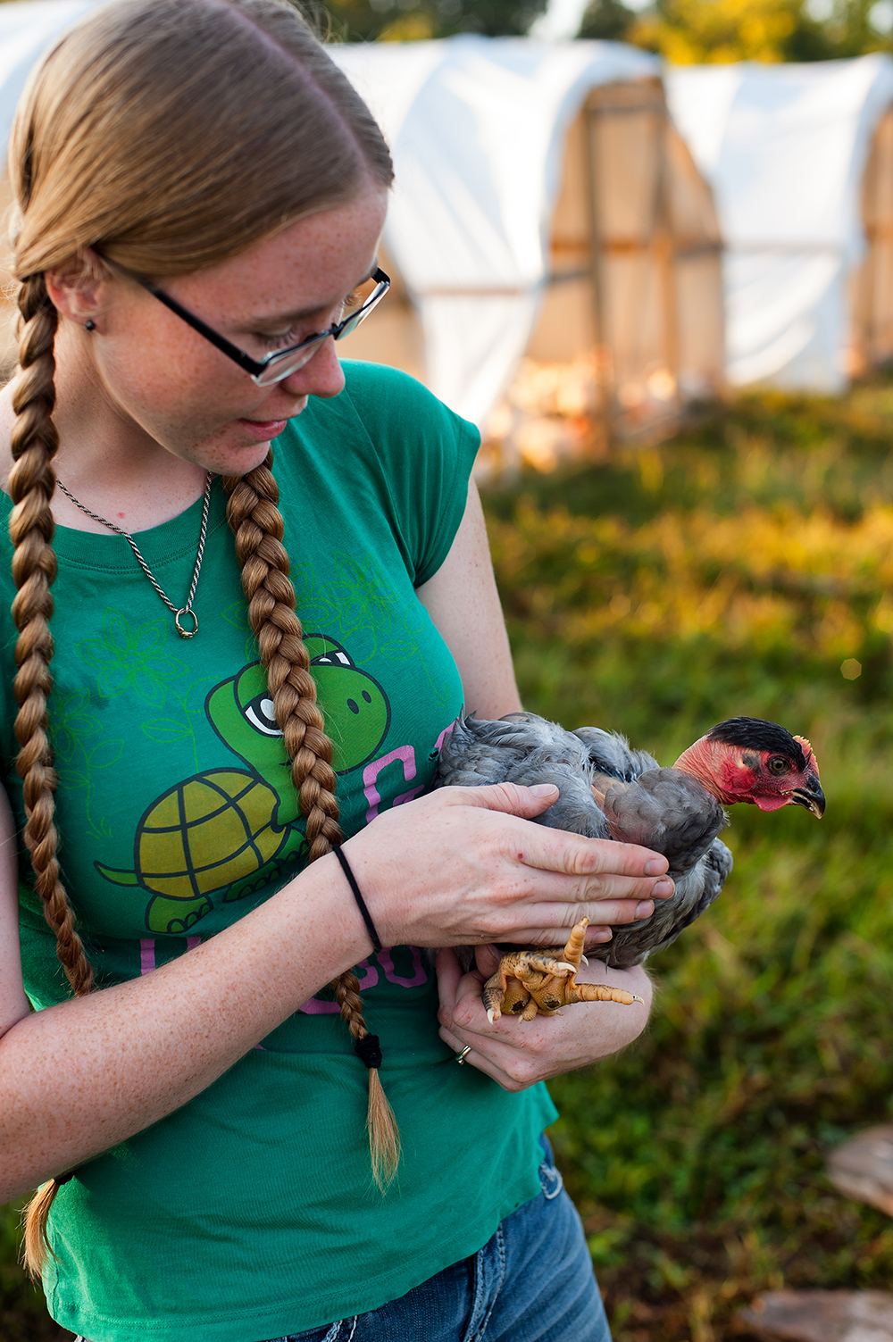 Just after sunrise, Kerry Harrington and her husband tend to the 300 broiler chickens they are raising.