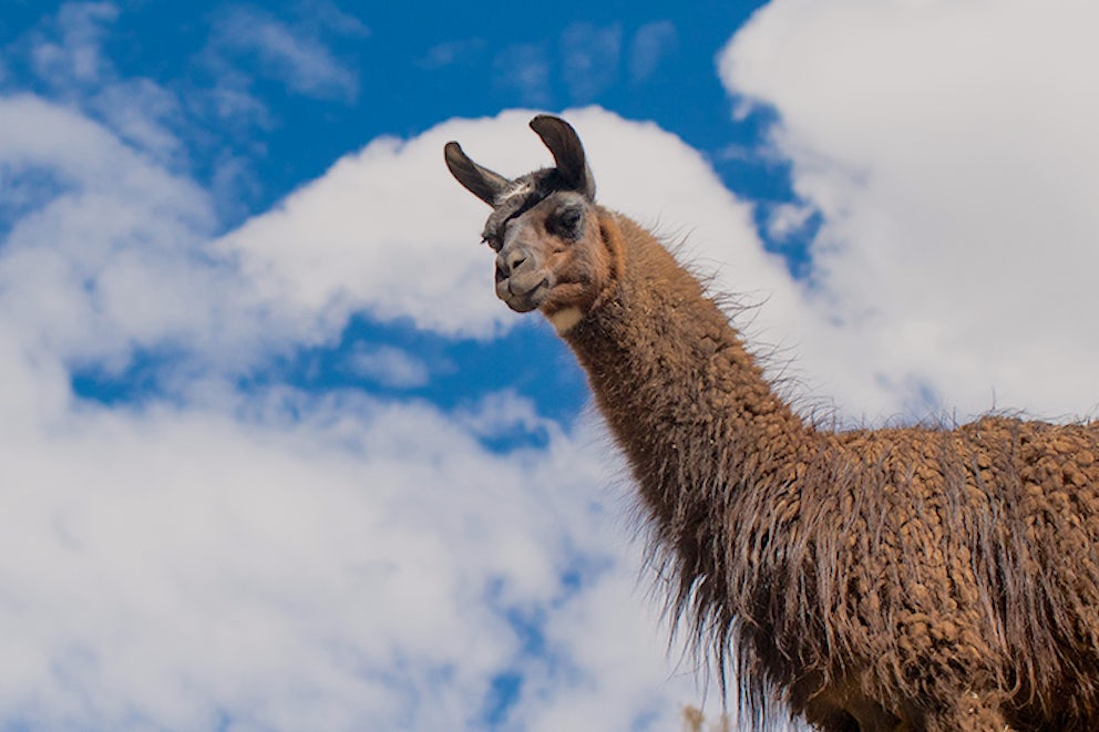 Give Some Llama Love This Giving Tuesday!