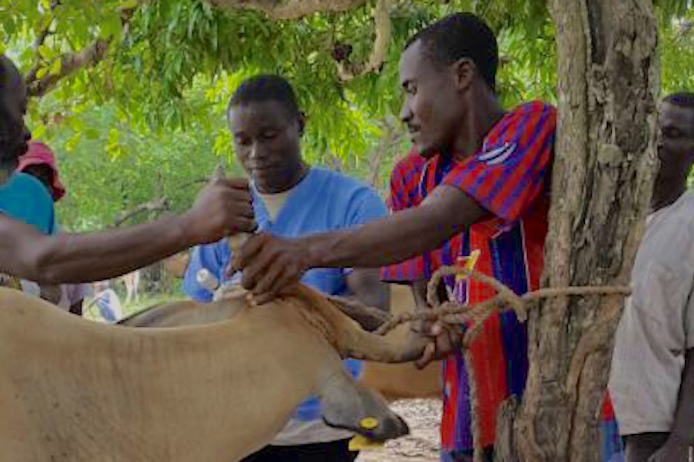 Heifer Haiti Helps After Hurricane Irma