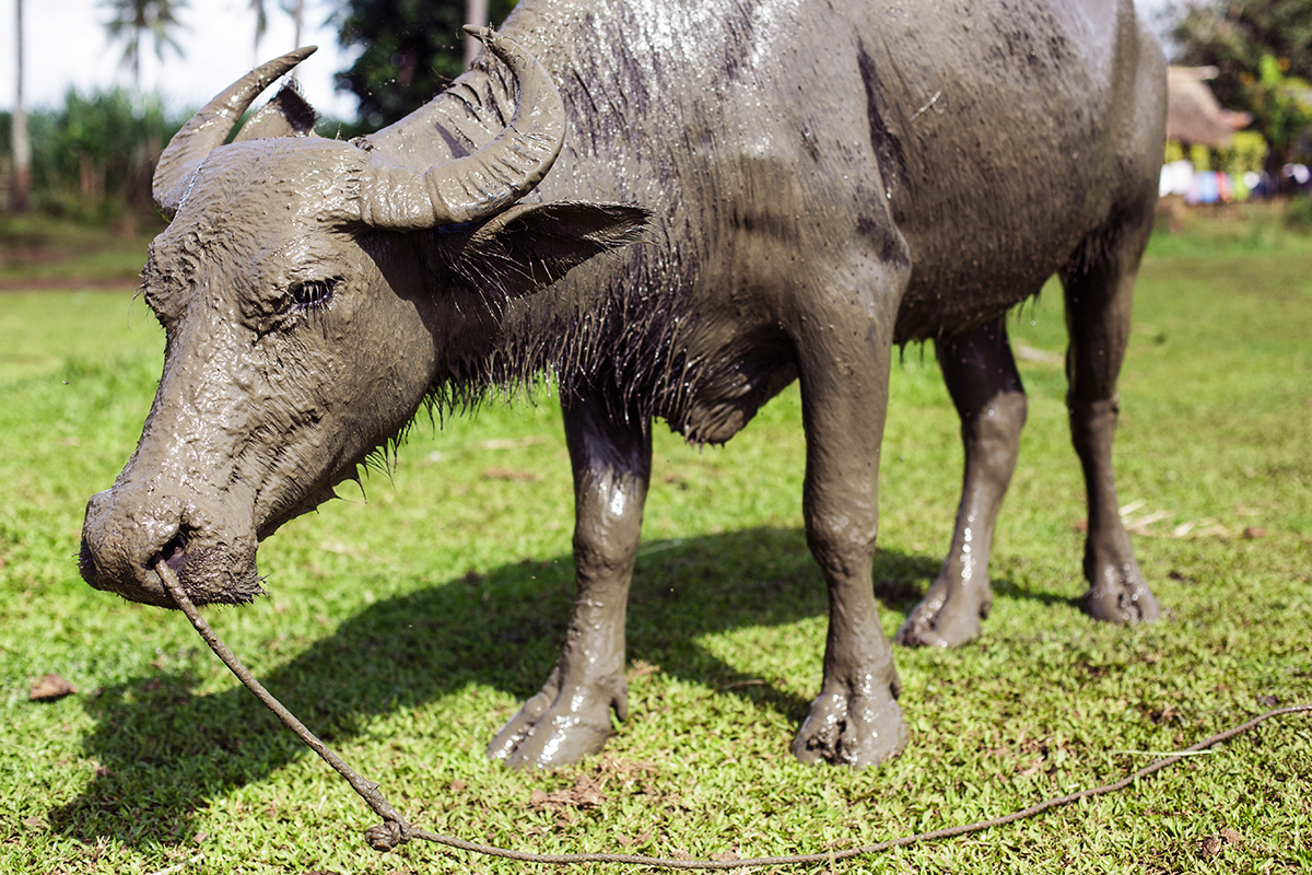 5-things-you-didn-t-know-about-water-buffalo-heifer-international