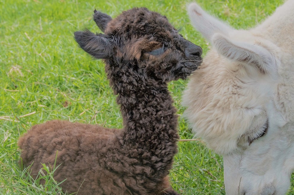 Baby Alpaca Alert