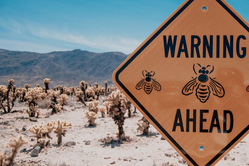 5 Easy Ways to Save the Bees (And the World)