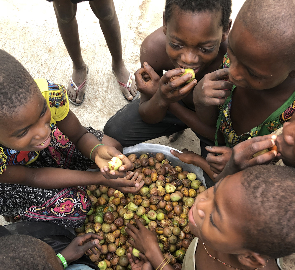 Children snacking on shea fruit.