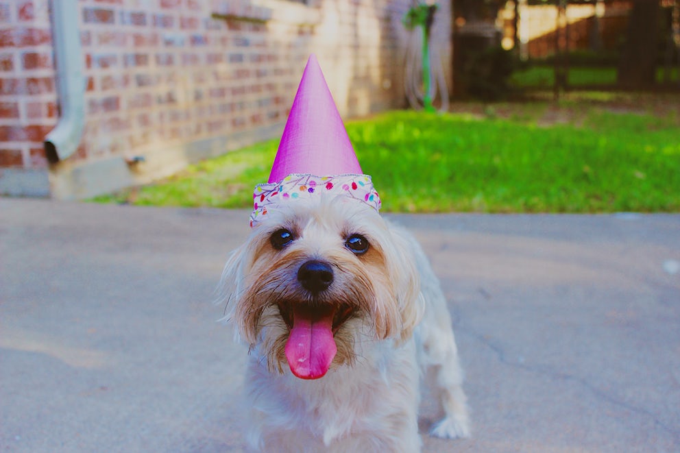 These 8 Party Animals Will Show You How to Ring in The New Year Right