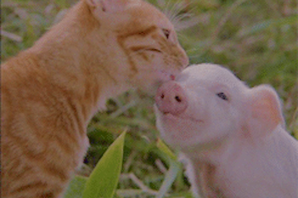 Please discuss any PDA intentions with your new friends BEFORE attempting.