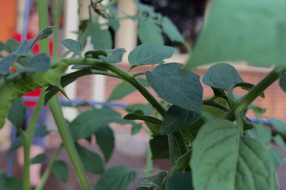 Attack of the Killer Tomato Worms