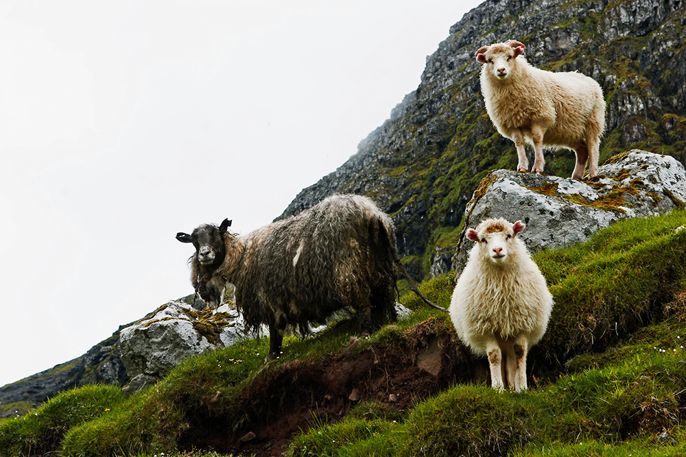 Three sheep on a hill.