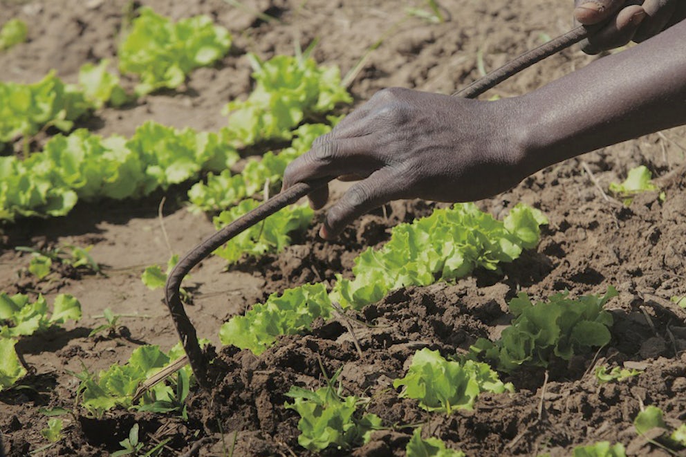 Dirt Dearth: Why produce is less healthy than it used to be and what you can do about it