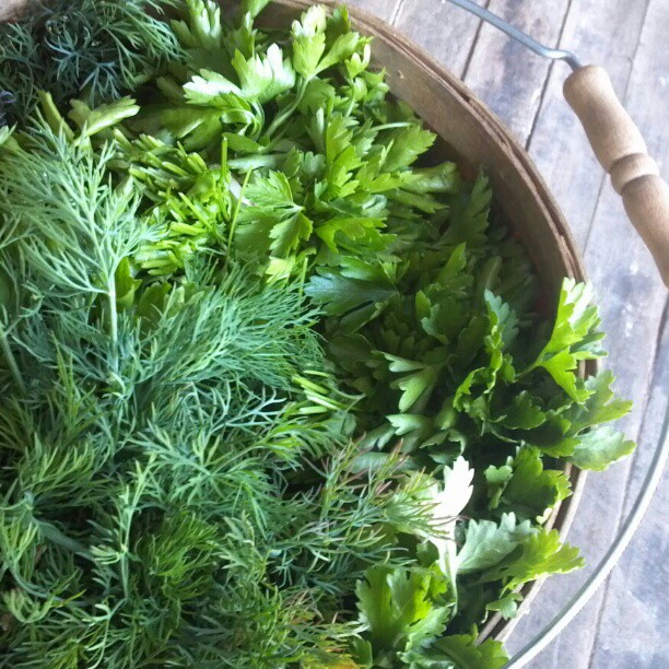 Mixed herbs in a bucket. Photo by Anna Mullin