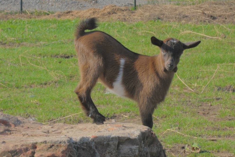 New Kids on the Block at Heifer Urban Farm