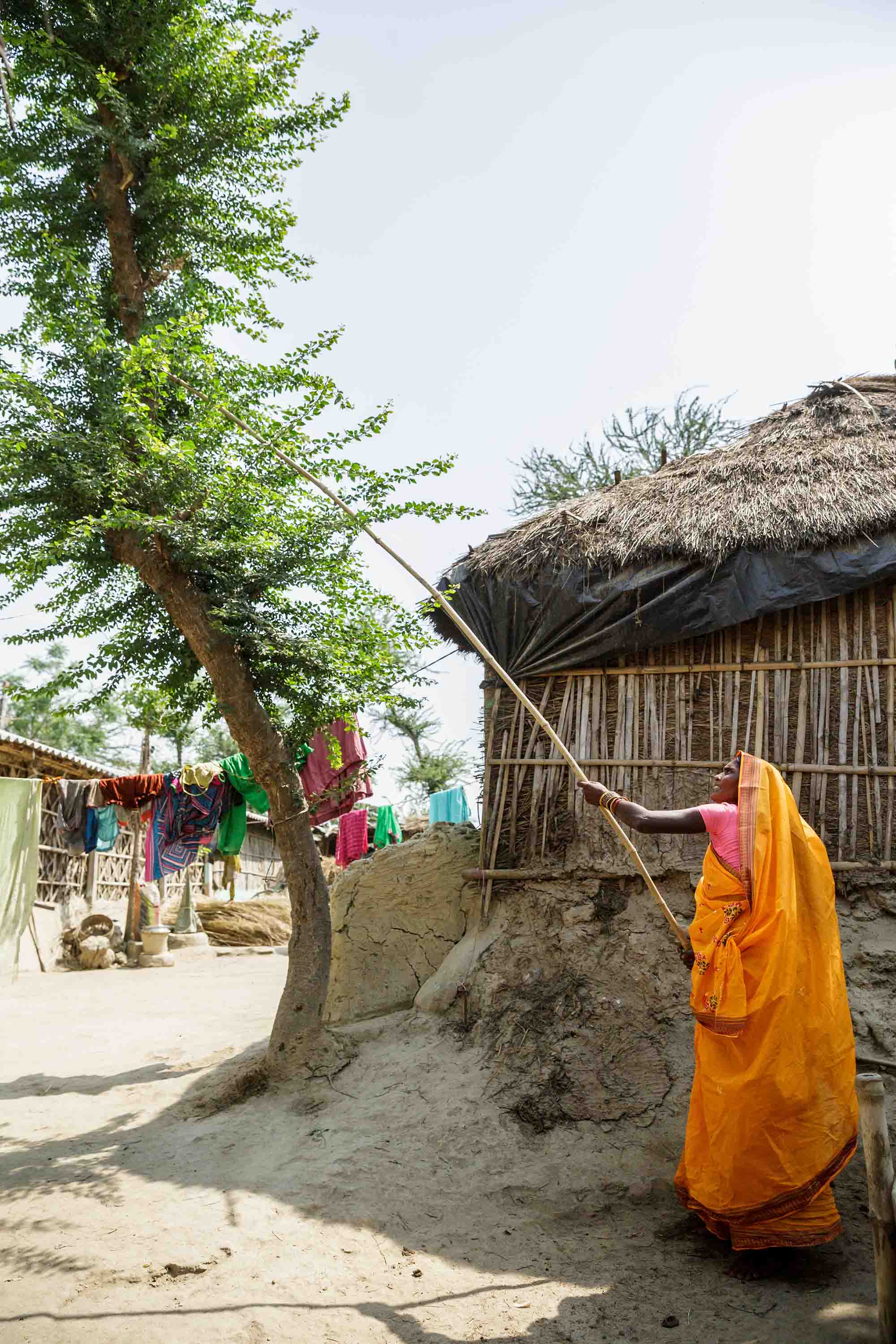 Sharada Devi uses a blade mounted on a long handle to harvest fodder for her goats.