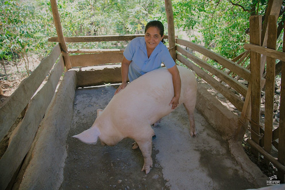 Guillermina Castro tends to one of her pigs on her family’s 40 acres. Her farm, dusty and sun-scorched, is producing more thanks to her livestock's manure, which she composts, fertilizing the soil further and helping it to hold moisture.