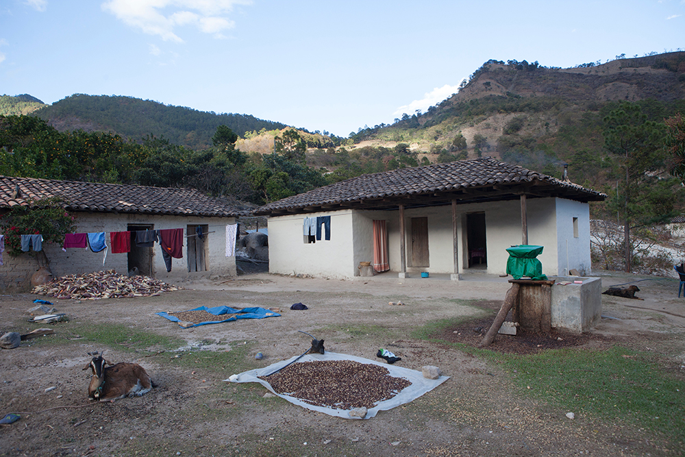 Coffee dries outside the home of Pedro Mateo Lopez in San Antonio village, Honduras on January 17, 2017.