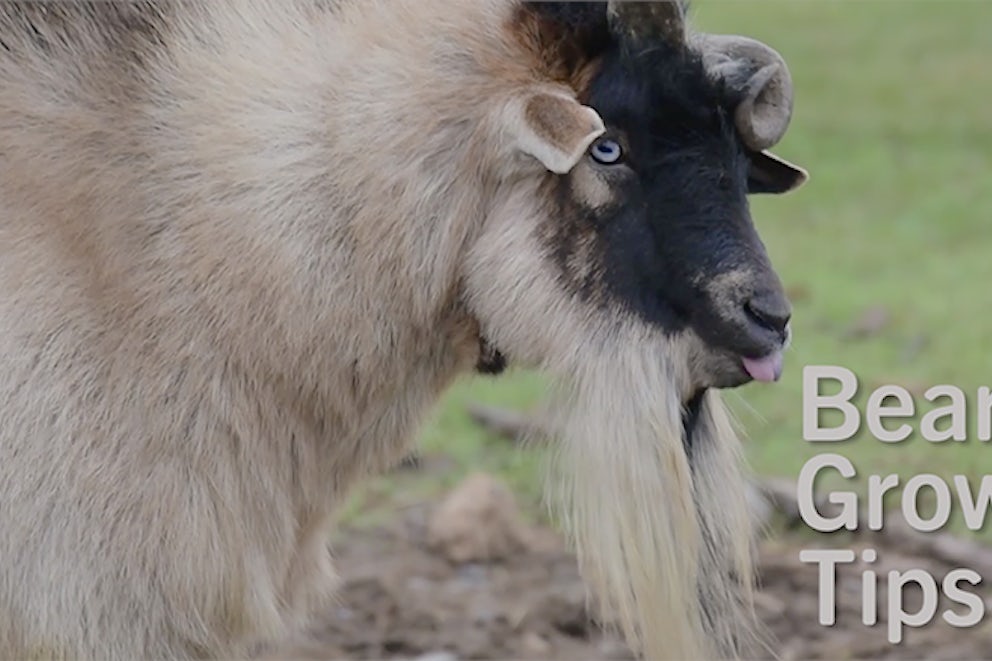 Barnyard Beauty Blog: Big, Beautiful Beards