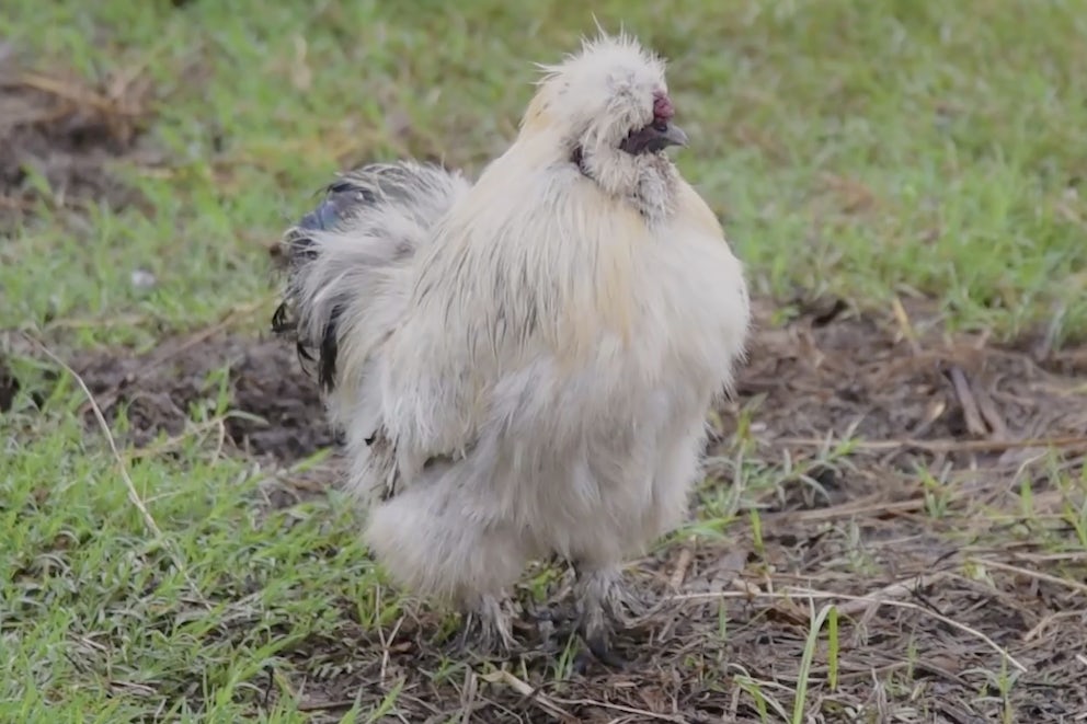 Barnyard Beauty Blog: Silkies' Secrets