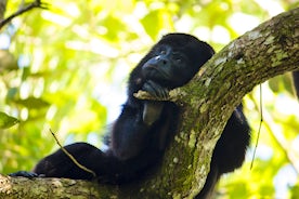 Monkeys mark more territory around noise pollution