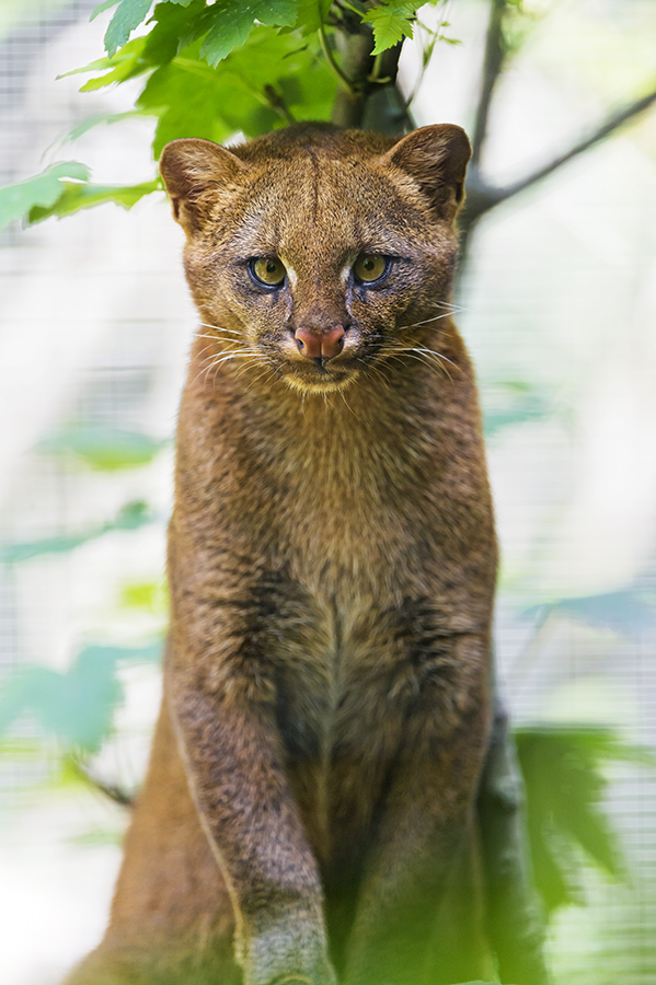 A jaguarundi sits and looks directly at the camera. 