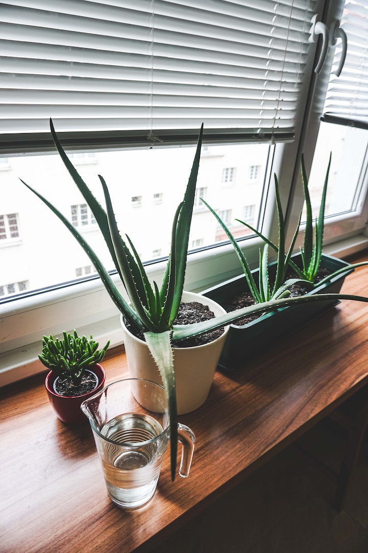 Aloe grows on a windowsill.